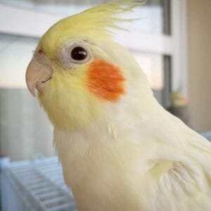 cockatoo for sale nc
