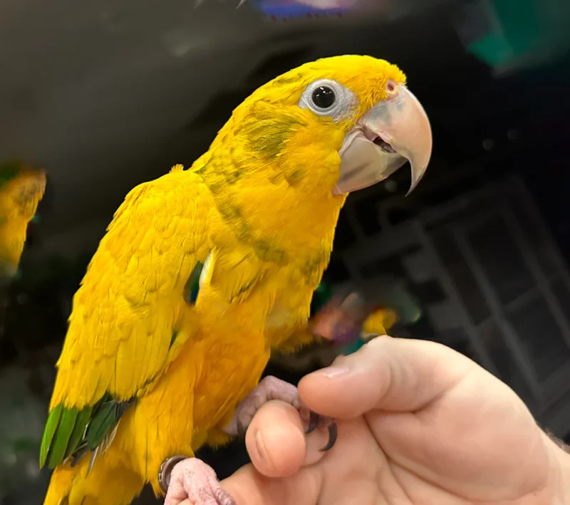 Golden Conure For Sale, Exotic Birds For Sale