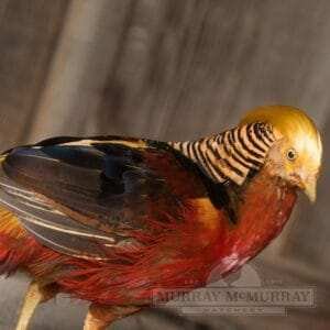 Golden Pheasant for Sale