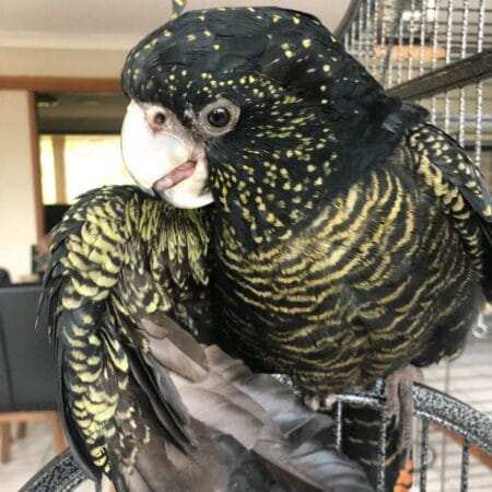 Red Tailed Black Cockatoo for Sale