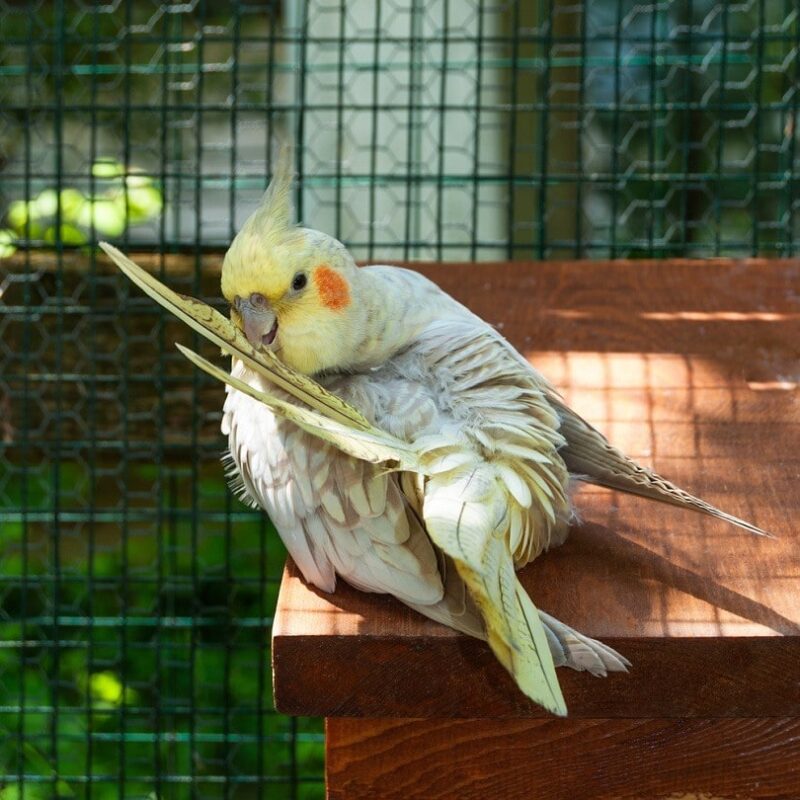 cockatiels for sale