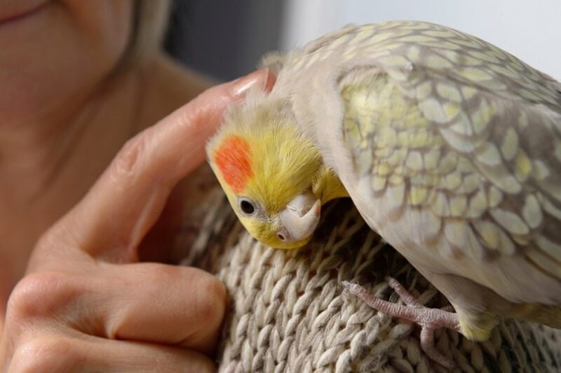 cockatiels for sale