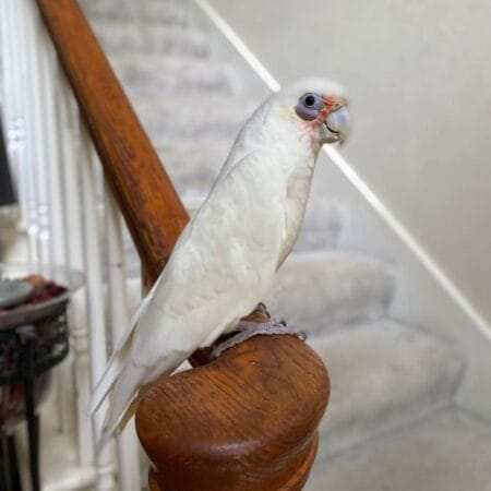 corella cockatoo for sale