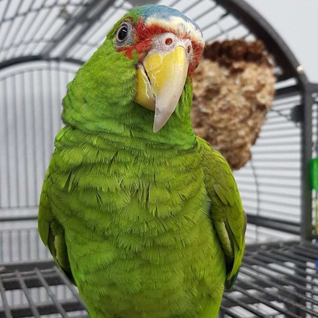 White Fronted Amazon Parrot​ For Sale