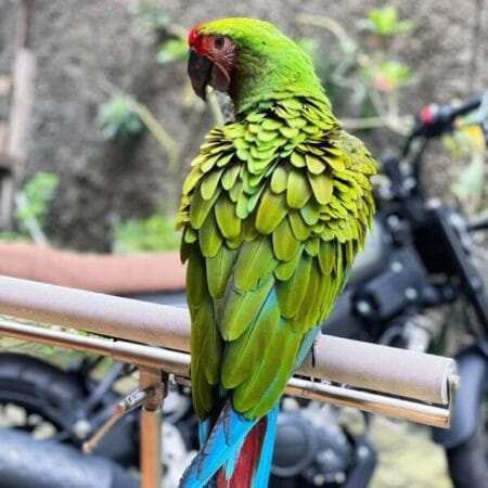 macaw for sale near me