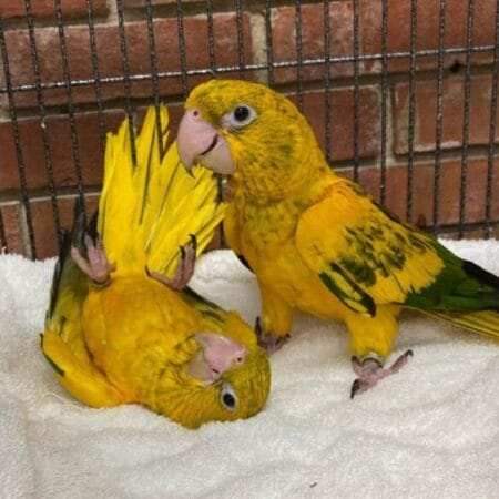 Hand Fed Parakeets for Sale