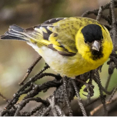 finches for sale near me