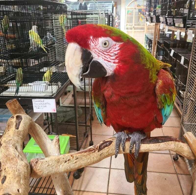 Calico Macaw For Sale