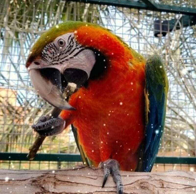 Calico Macaw For Sale