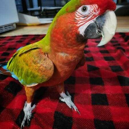 Calico Macaw For Sale