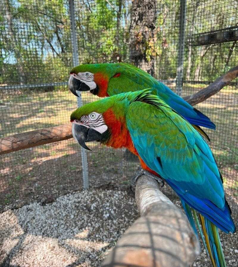 Calico Macaw For Sale