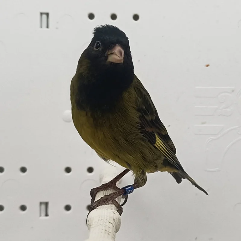 Canary x Black Siskin Hybrid - Image 2