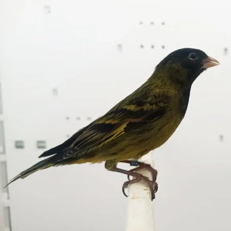 Female canary for sale