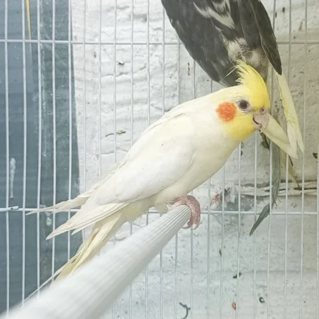 tamed cockatiels for sale near me