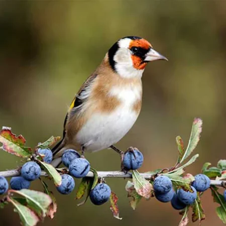 european goldfinch for sale