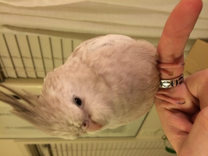 white cockatiel for sale