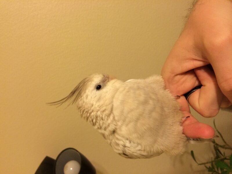 white cockatiel for sale