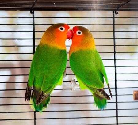 buy lovebird