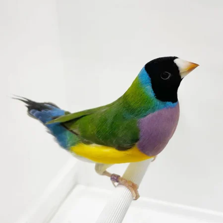 Lady Gouldian Finches