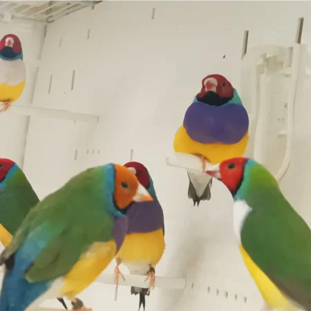 gouldian finch for sale, Gouldian Finch Price