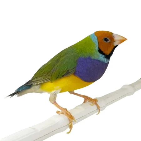 The Gouldian Finch Baby (Erythrura gouldiae), or Lady Gouldian Finch, is one of the most stunningly colorful passerine birds native to Australia., gouldian finches for sale