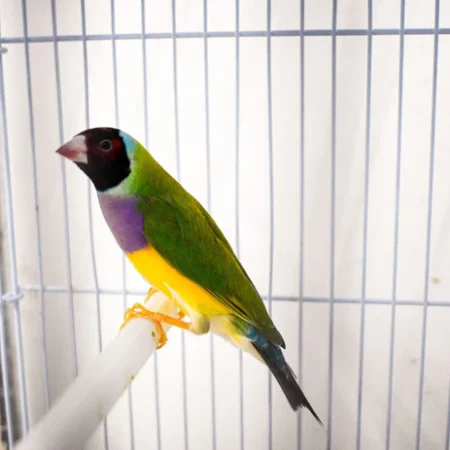 Lady Gouldian finch for sale