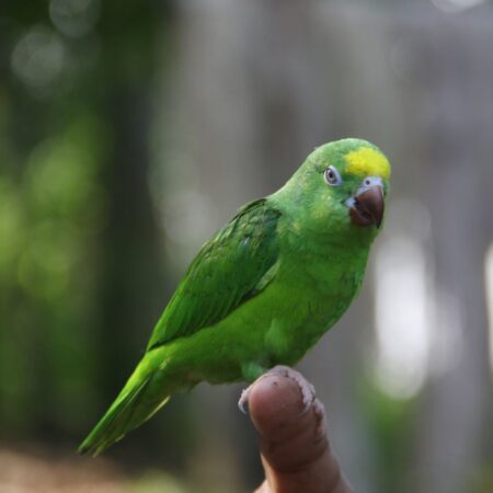 live parakeets for sale near me