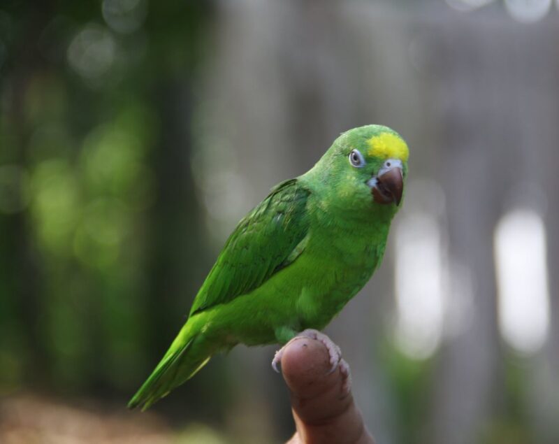 live parakeets for sale near me