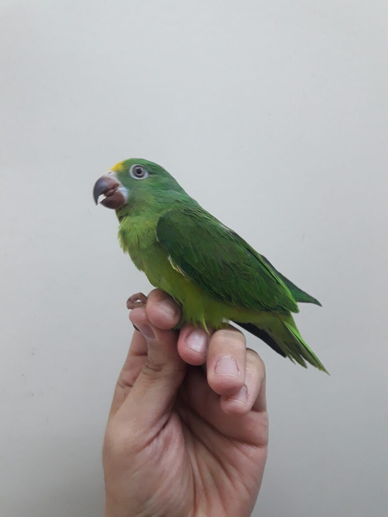 live parakeets for sale near me