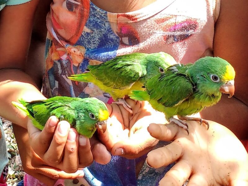 live parakeets for sale near me