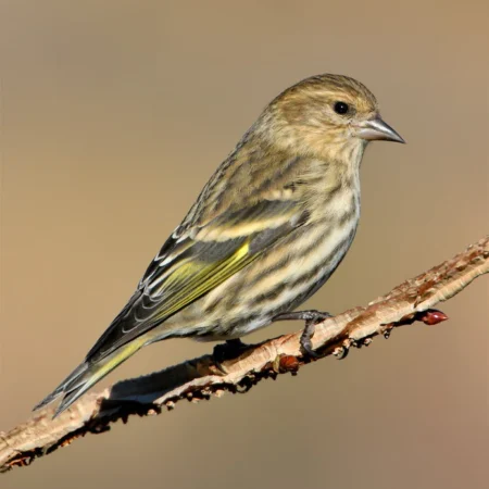 pine siskin for sale