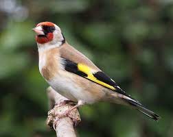 goldfinch for sale