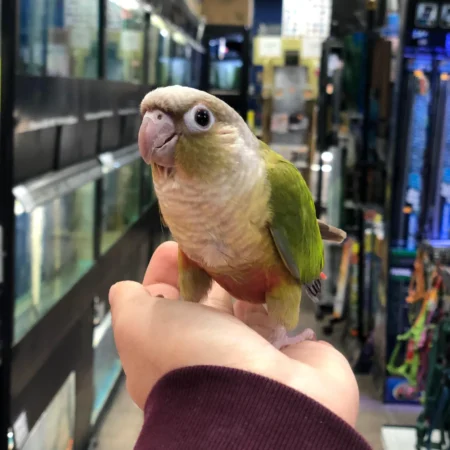 conures for sale, conure bird for sale