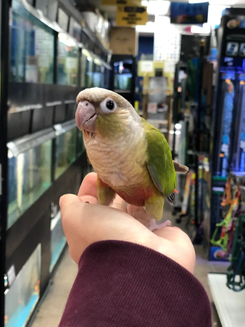 conures for sale, conure bird for sale