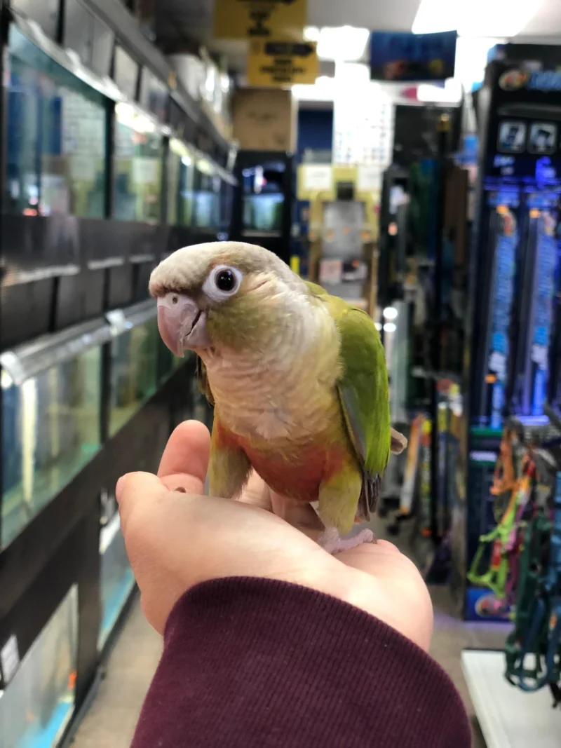 conures for sale