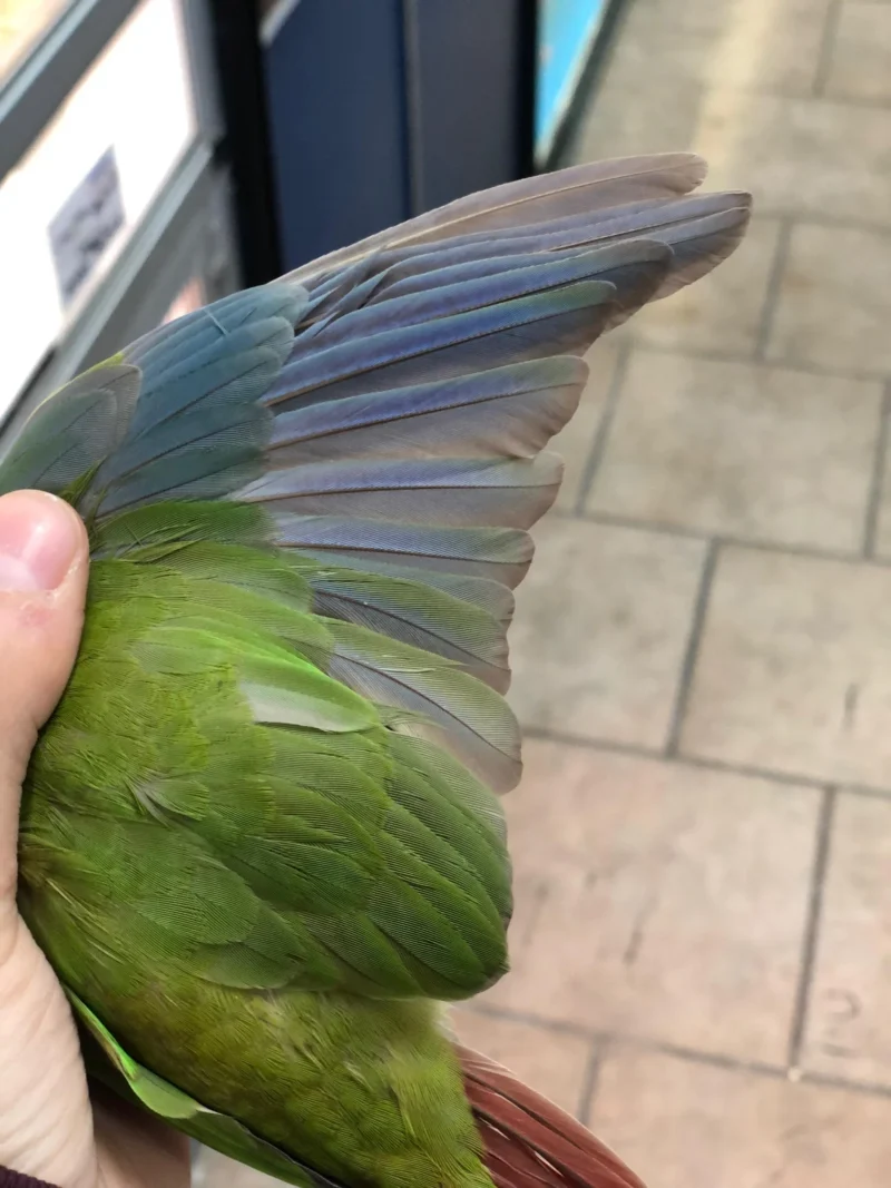 conures for sale, Pineapple Green Cheek Conure