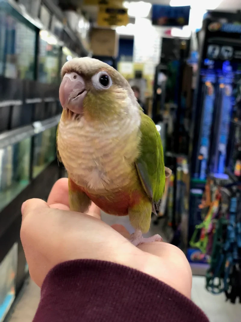 conures for sale