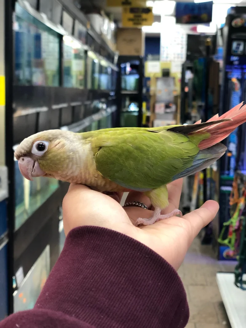 conures for sale