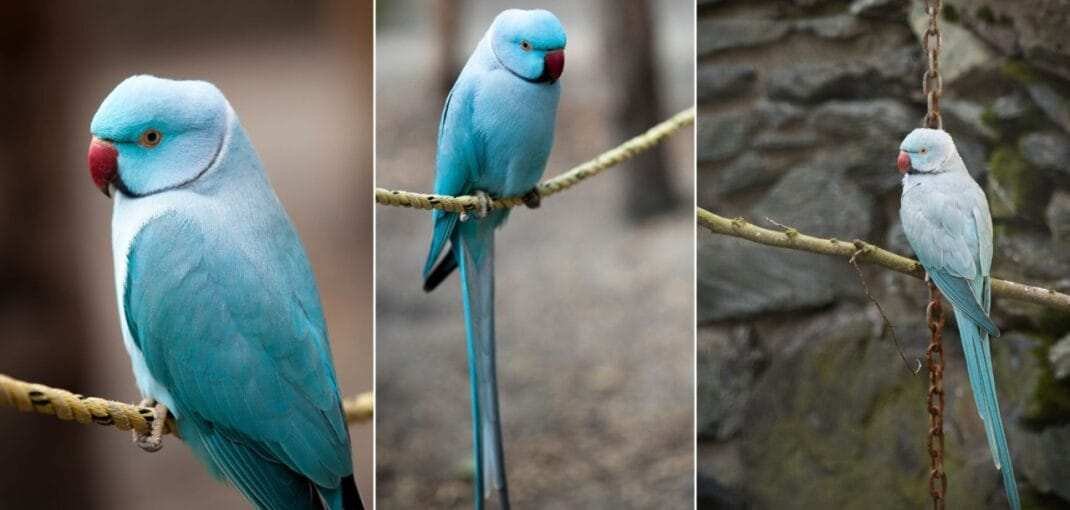 indian ringneck parrot