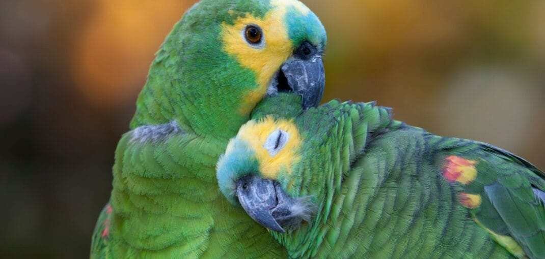 amazon parrot lifespan