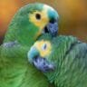 amazon parrot lifespan