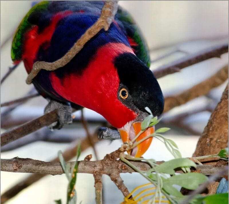 Affordable Lorikeet Price