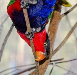 Affordable Lorikeet Price