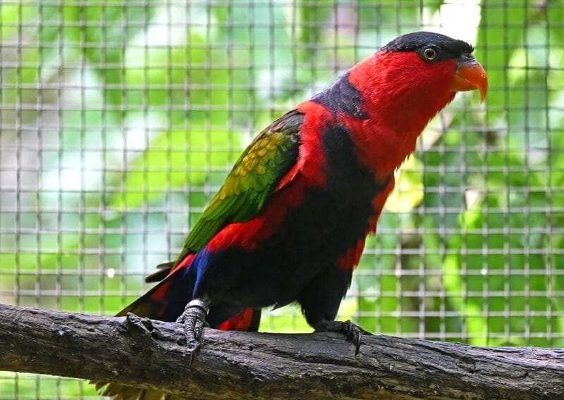 Affordable Lorikeet Price