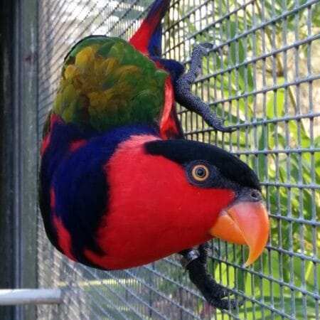 Affordable Lorikeet Price