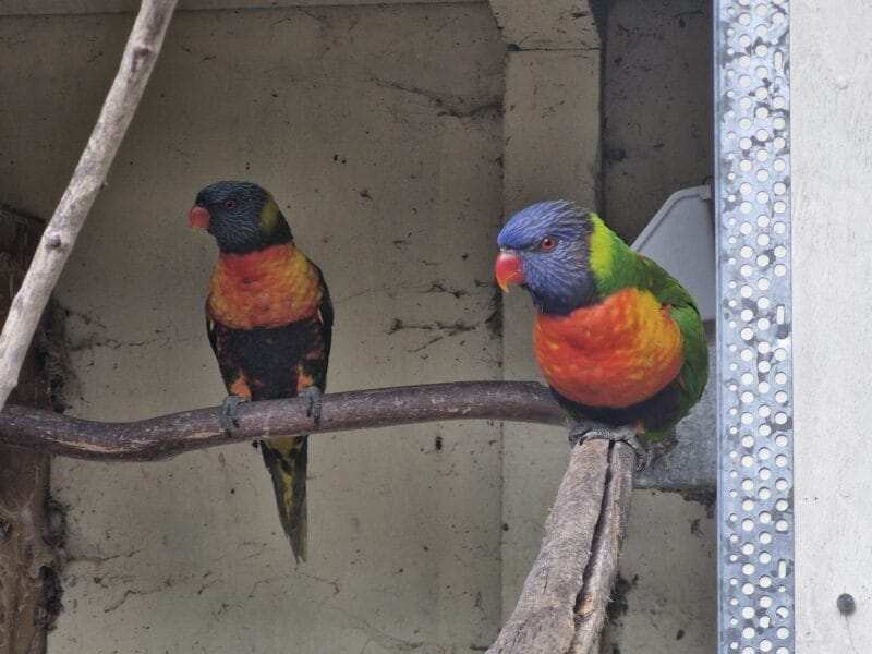 Rainbow Lorikeet for Sale