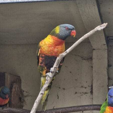 Rainbow Lorikeet for Sale