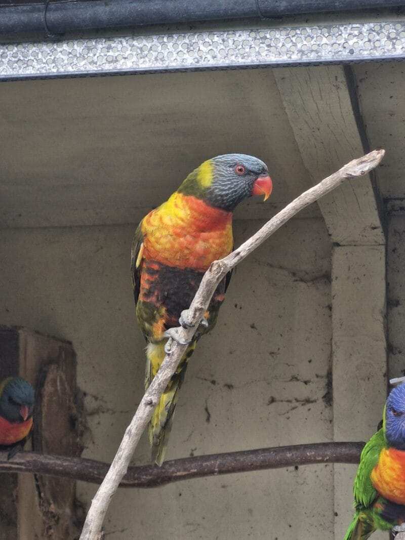 Rainbow Lorikeet for Sale