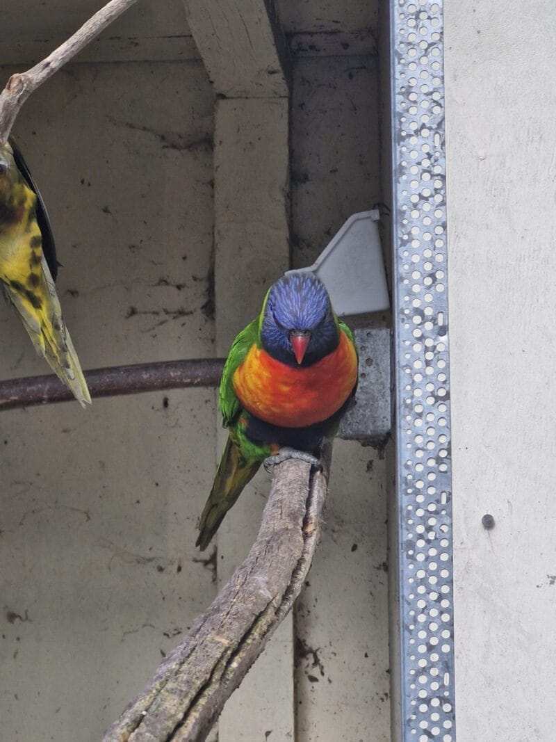 Rainbow Lorikeet for Sale