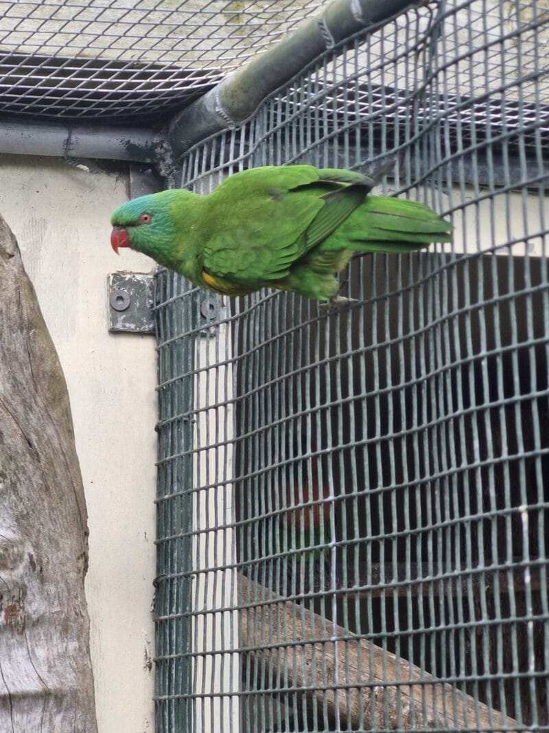 Rainbow Lorikeet for Sale